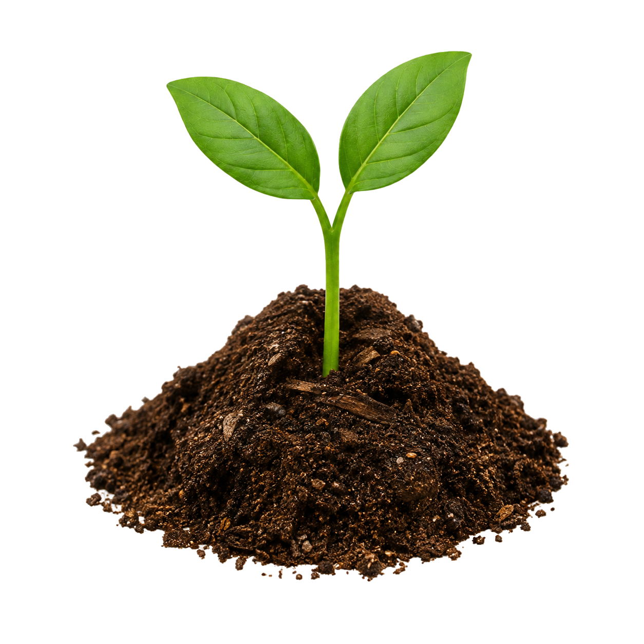 Sponsor a Seedling